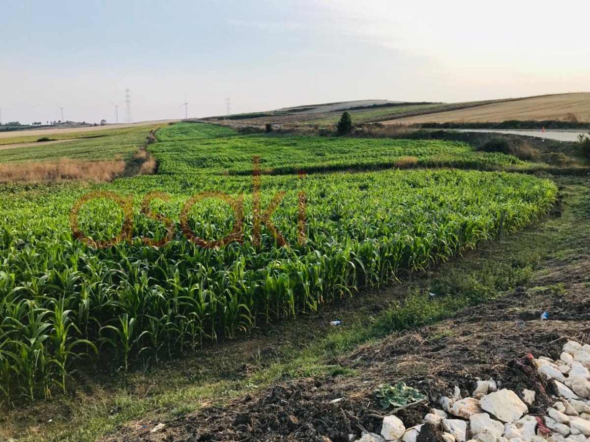 Silivri Akörende Satılık 24  Dönüm Tarla