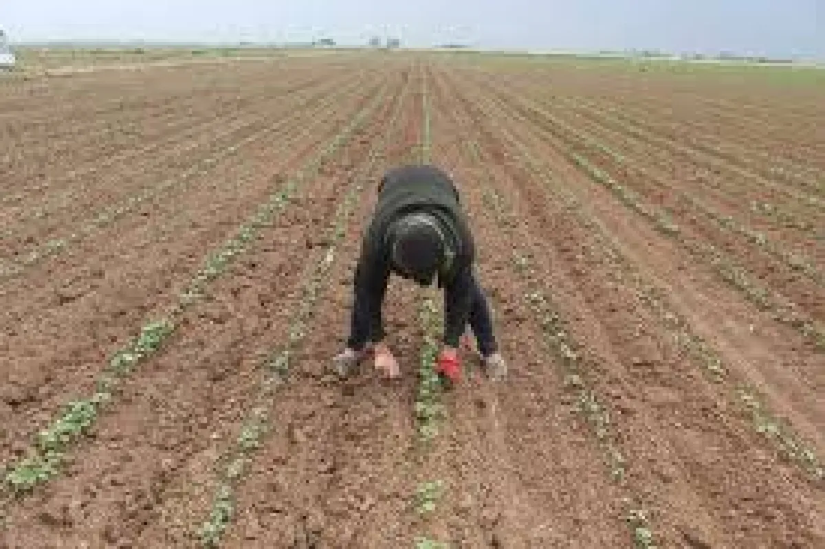 ÇATALCA KARACAKÖYDE SATILIK TARLA