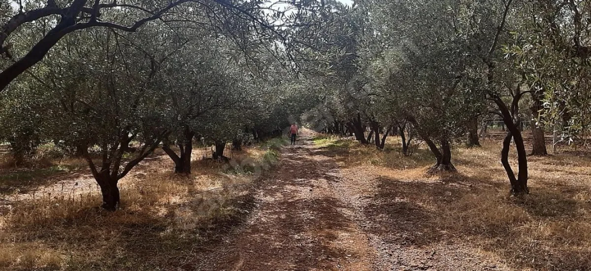 14 dönüm zeytinlik yatırım fırsatı ucuz yer kaçırmayın yolu var